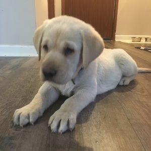 Meet your Posher, Dylan